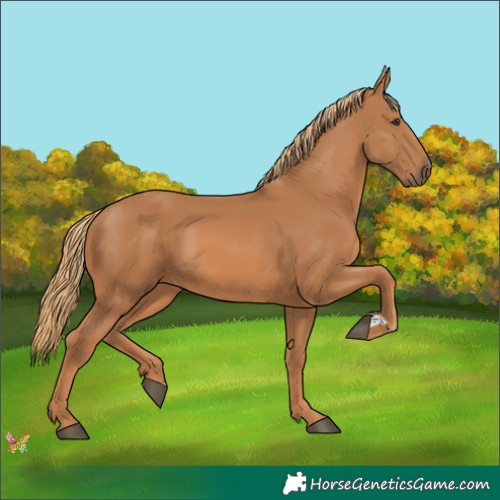 Horse Color:Chestnut 