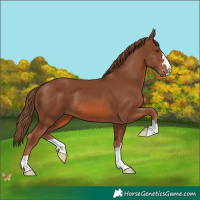 Horse Color:Chestnut 