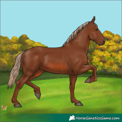 Horse Color:Chestnut 