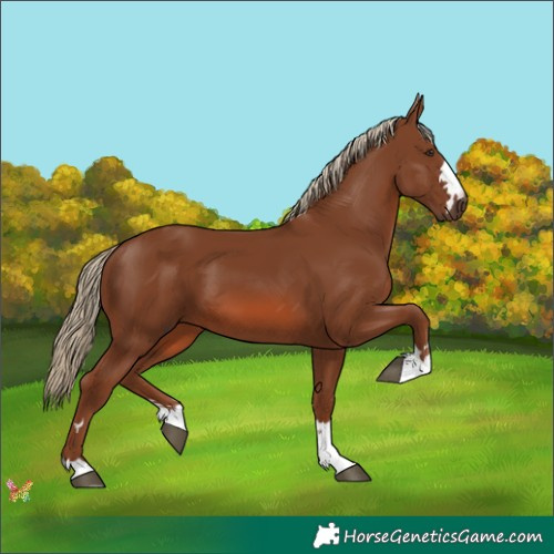 Horse Color:Chestnut 