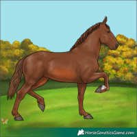 Horse Color:Chestnut 