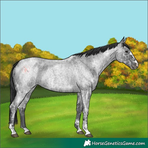 Horse Color:Blue Ice Roan and Blue Ice Roan