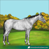 Horse Color:Blue Ice Roan  and Blue Ice Roan 