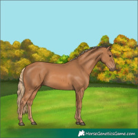 Horse Color:Chestnut 