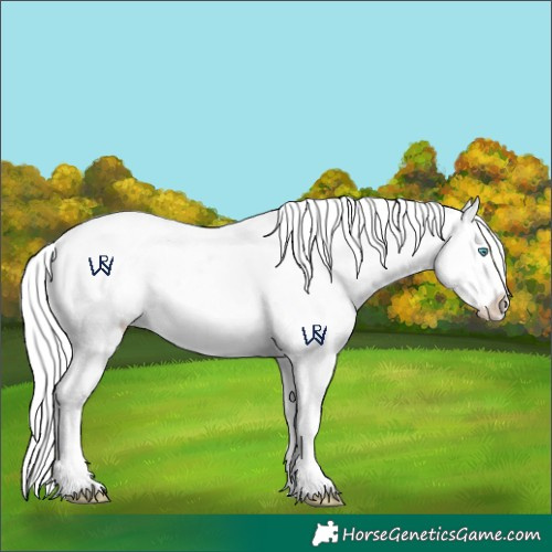 Horse Color:Cremello Appaloosa 