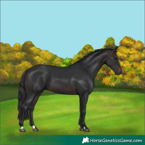 Horse Color:Brown 