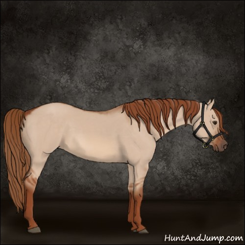 Horse Color:Red Dun 