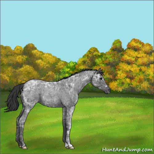Horse Color:Blue Ice Roan  and Blue Ice Roan 