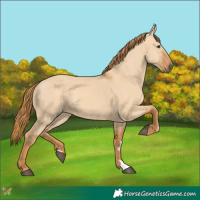 Horse Color:Red Dun