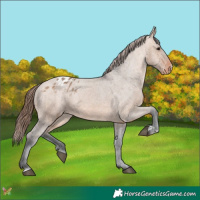 Horse Color:Bay Dun Varnish