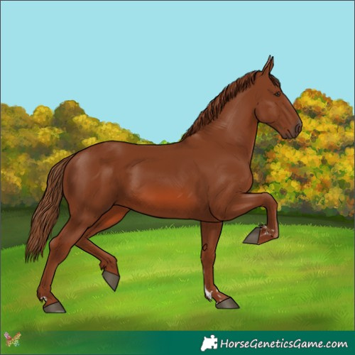 Horse Color:Chestnut 