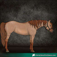 Horse Color:Red Dun 