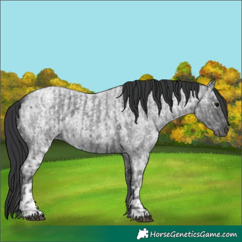 Horse Color:Blue Ice Roan  and Blue Ice Roan 