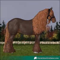 Horse Color:Liver Chestnut Rabicano 
