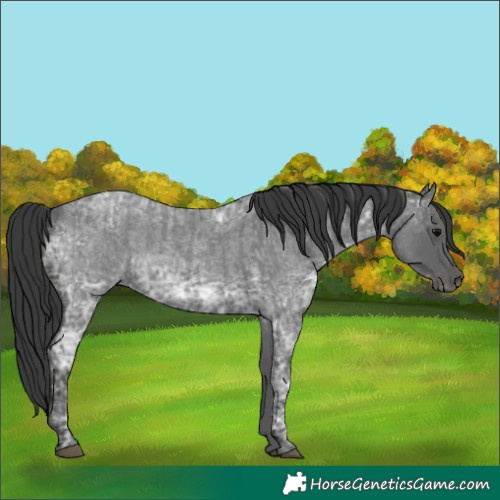 Horse Color:Blue Ice Roan  and Blue Ice Roan 