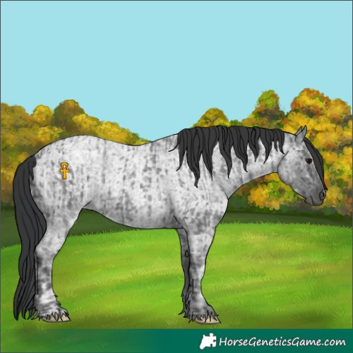 Horse Color:Blue Ice Roan  and Blue Ice Roan Rabicano 