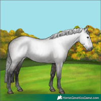 Horse Color:Gray Grullo