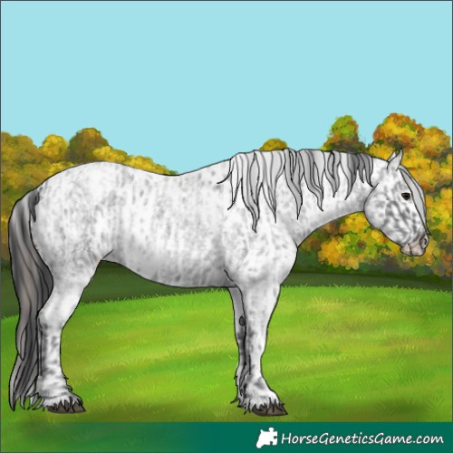 Horse Color:Blue Ice Roan  and Blue Ice Roan Appaloosa 