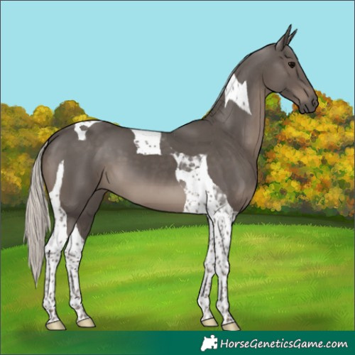 Horse Color:Silver Black Tobiano 