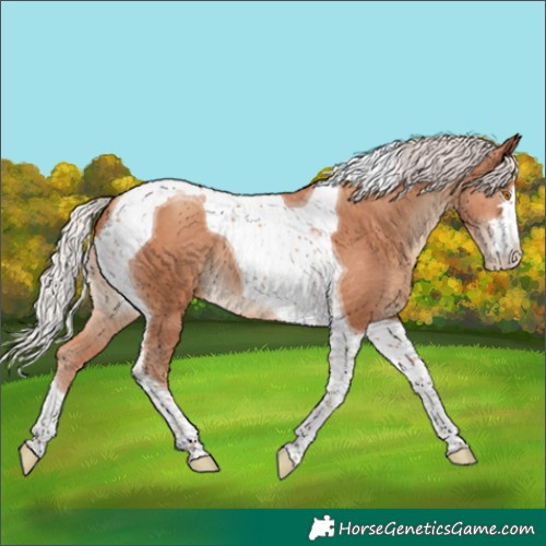 Horse Color:Silver Classic Champagne Tobiano Appaloosa 
