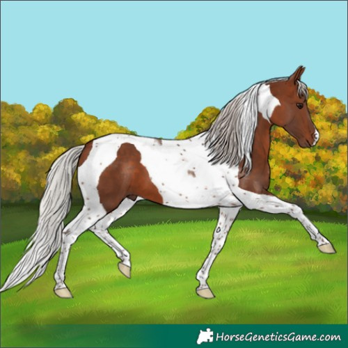 Horse Color:Silver Brown Tobiano 
