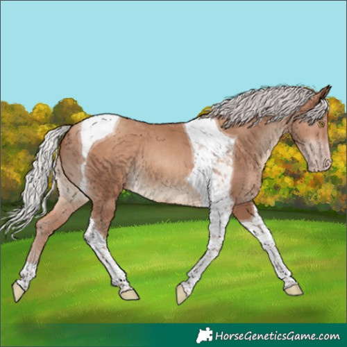 Horse Color:Silver Sable Champagne Tobiano 