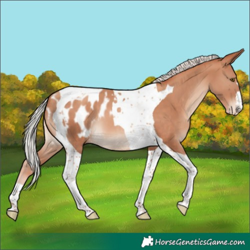 Horse Color:Silver Sable Champagne Tobiano Appaloosa 
