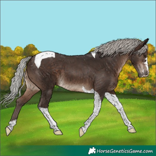 Horse Color:Silver Brown Tobiano 