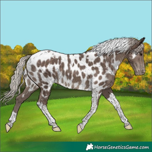 Horse Color:Silver Black Tobiano Appaloosa 