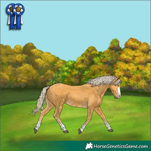 Horse Color:Palomino 