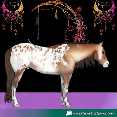 Horse Color:Bay Onyx Appaloosa 