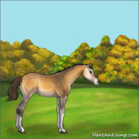 Horse Color:Buckskin Onyx