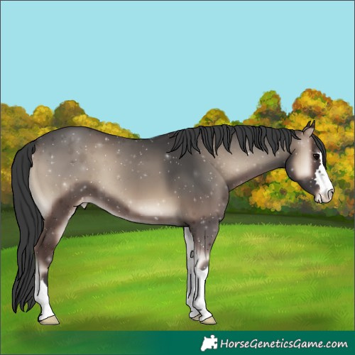 Horse Color:Blue Onyx Appaloosa 