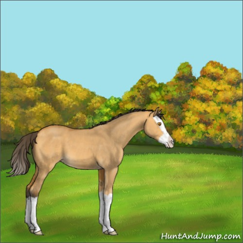 Horse Color:Buckskin Dun Splash 