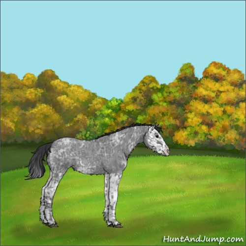 Horse Color:Blue Ice Roan and Blue Ice Roan Splash