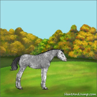 Horse Color:Blue Ice Roan  and Blue Ice Roan Splash 