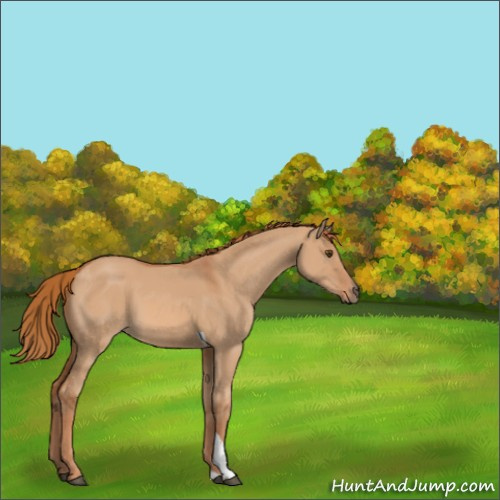 Horse Color:Red Dun Tobiano 