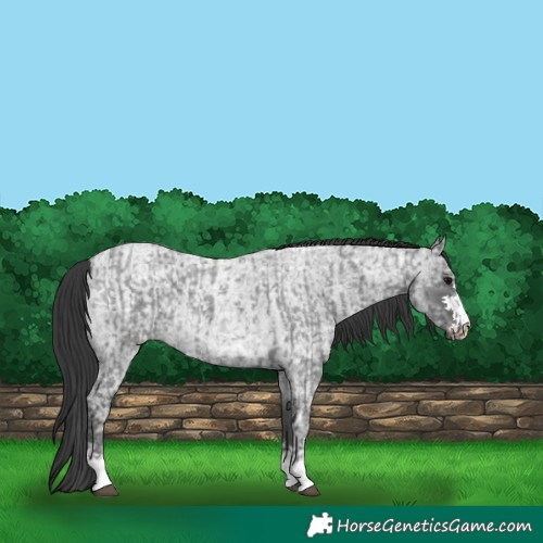 Horse Color:Blue Ice Roan  and Blue Ice Roan 