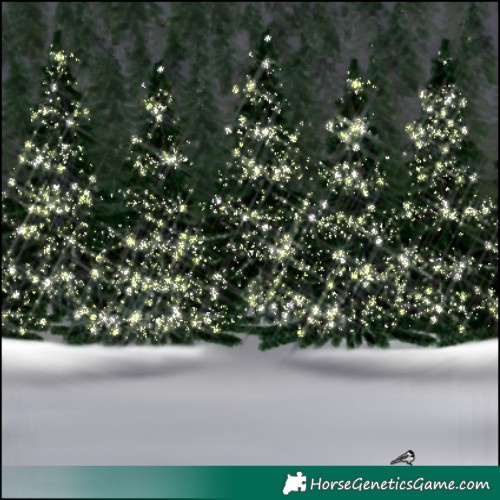 Horse Color:Bay Roan Appaloosa  and Bay Roan Appaloosa 