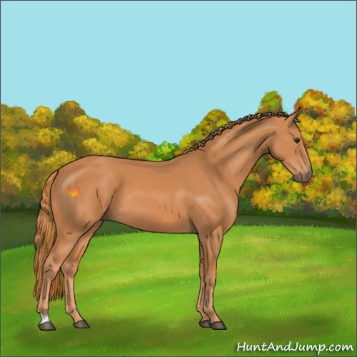 Horse Color:Chestnut 