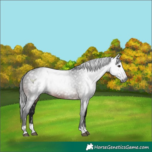 Horse Color:Gray Brown 