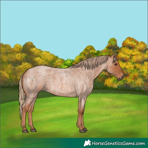 Horse Color:Red Roan 
