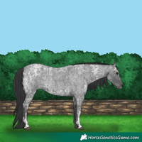 Horse Color:Blue Ice Roan  and Blue Ice Roan 