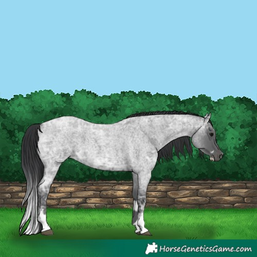 Horse Color:Blue Ice Roan  and Blue Ice Roan Splash 