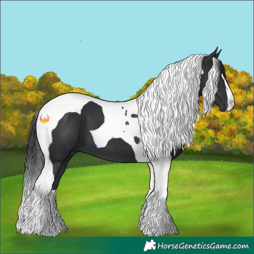 Horse Color:Black Tobiano 