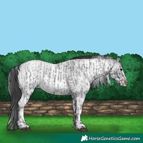 Horse Color:Blue Ice Roan  and White Spotted Blue Ice Roan 