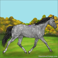 Horse Color:Blue Ice Roan and Smoky Blue Ice Roan