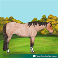 Horse Color:Bay Roan Tobiano 