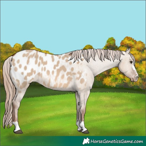 Horse Color:Red Dun Near Leopard