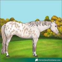 Horse Color:Red Dun Near Leopard 